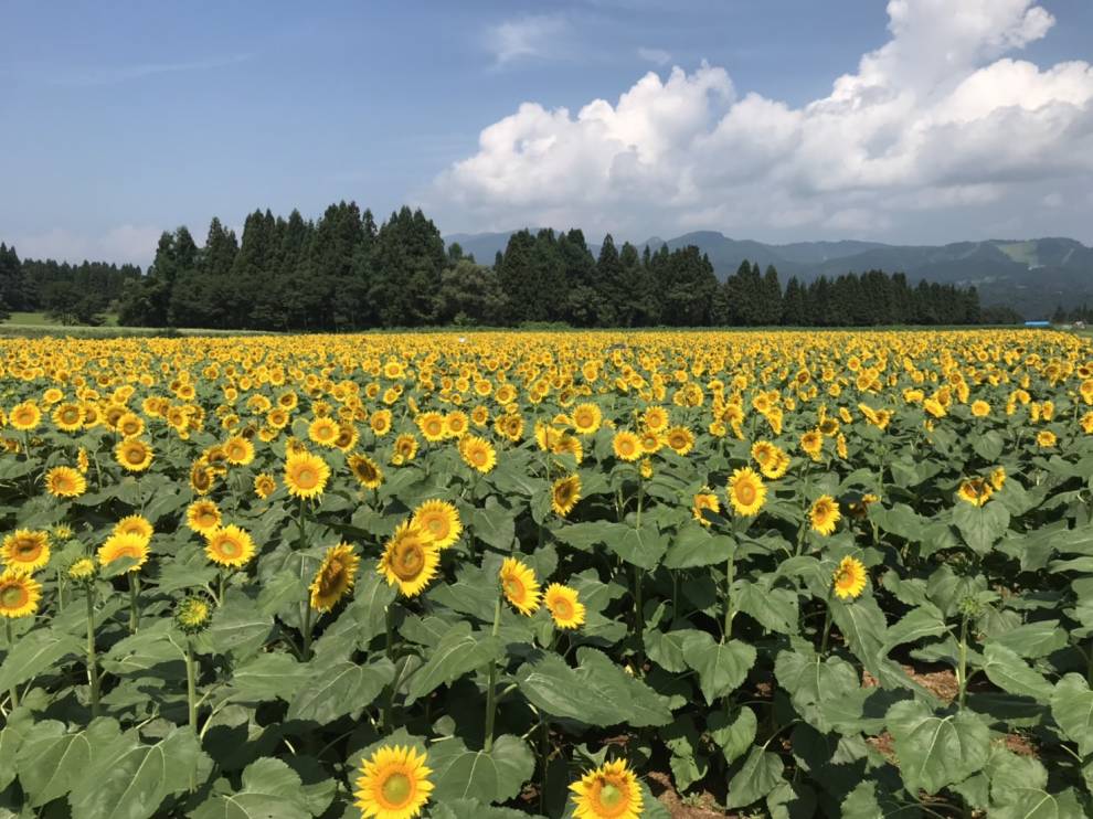 津南ひまわり広場開花状況 津南町観光協会公式サイト